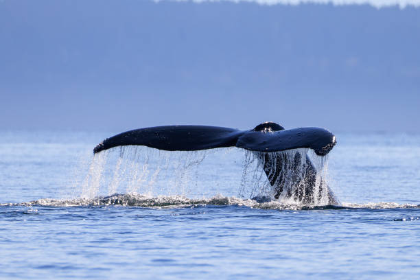 istock the tail of a diving humpback whale 2177893276
