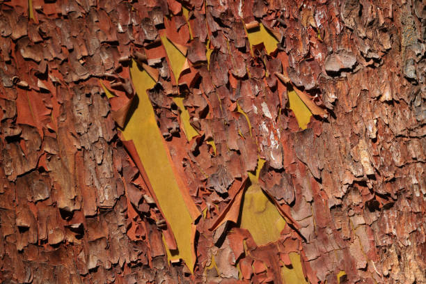 tree close-up shot with focused texture