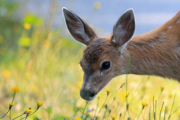 Deer in a residential neighborhood.