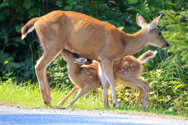 istock a fawn is being nursed by its mother 2177893695