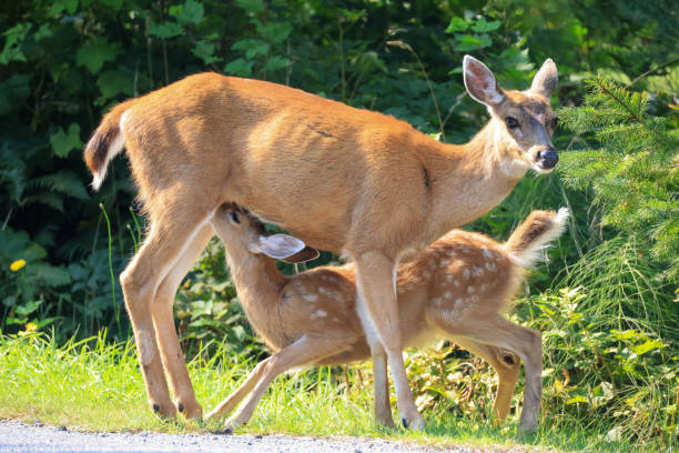istock a fawn is being nursed by its mother 2177893706