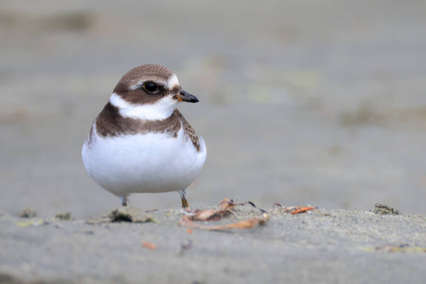istock a sand plover at Long Beach, British Columbia 2177893775