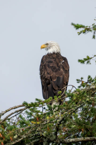 istock a majestic bald eagle sits on a pine tree in Vancouver Island 2177893788
