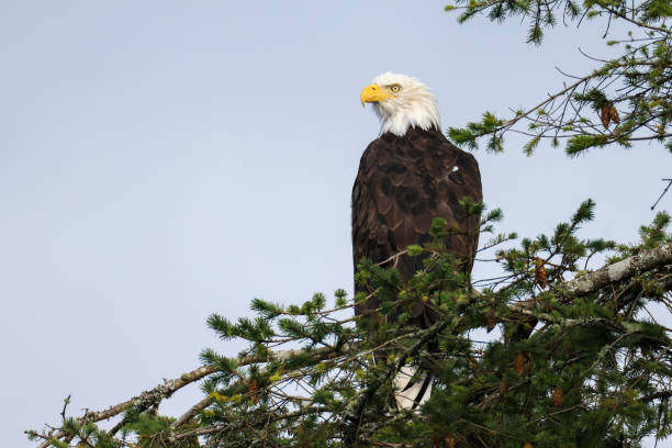 istock the majestic bald eagle on a pine tree 2177894282