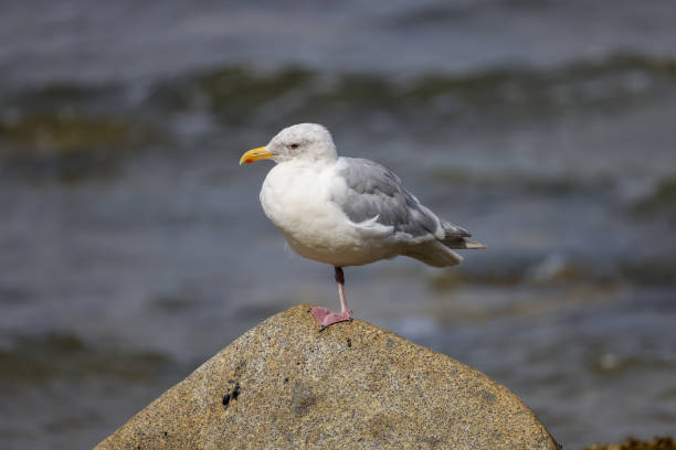 a seagull stands on one leg on a rock