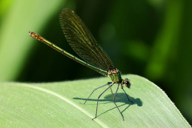 a green dragonfly on a green blade
