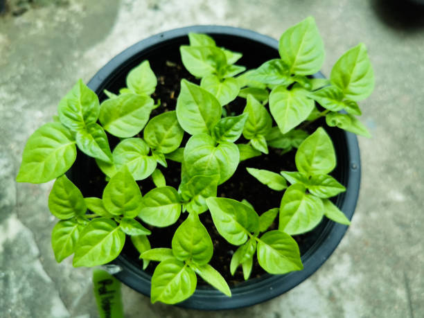 Several small habanero pepper plants in black pots. Laid on a cement floor.