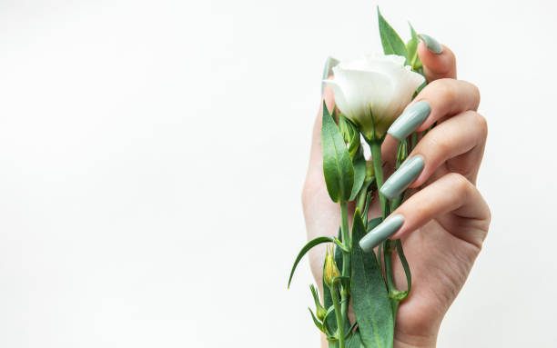 istock A hand holding a delicate white flower with green leaves against a light background, showcasing elegance and nature's beauty 2177898702