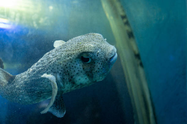Mbu pufferfish