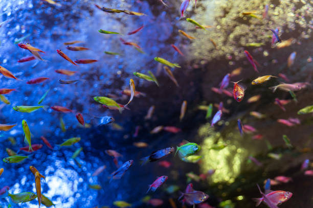 istock Vibrant Colorful Neon Tetra Fish 2177899140