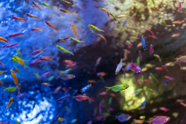 istock Vibrant Colorful Neon Tetra Fish 2177899181
