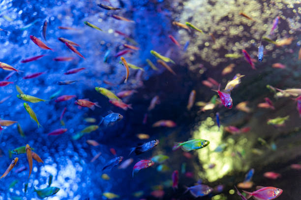 istock Vibrant Colorful Neon Tetra Fish 2177899186