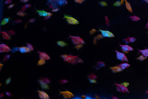 istock Vibrant Colorful Neon Tetra Fish 2177899213
