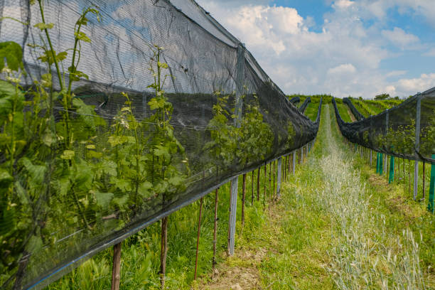 Close-up in the vineyard. Nets protect the young vines from hail and storms.