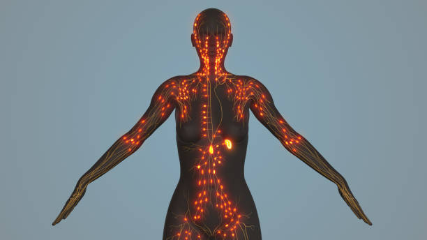 istock Lymphatic Network Responsible for Immune Defense and Drainage 2177903641