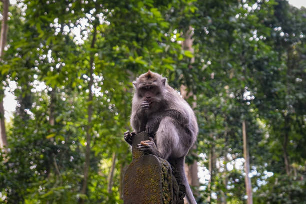 istock Monkey Holding Peanut with its Feet - Ubud, Bali 2177907249
