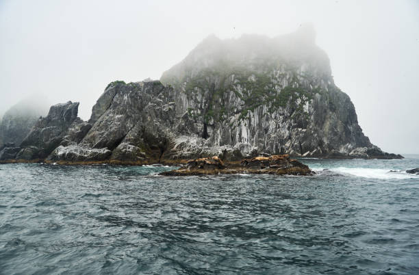 Seals are basking contentedly on large rocks near a rugged, beautiful coastline with a misty mountain backdrop