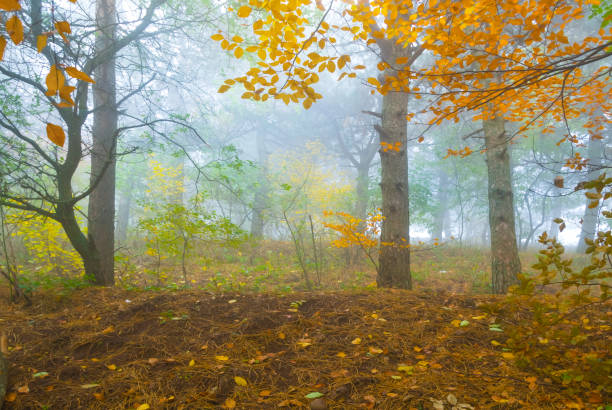 autumn forest covered by red dry leaves in dense blue mist