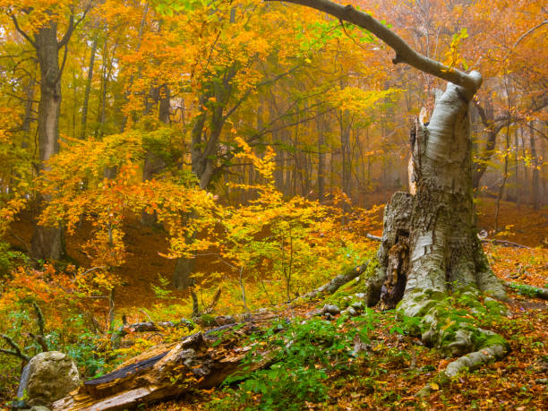 istock red autumn beech forest covered by red dry leaves 2177908610