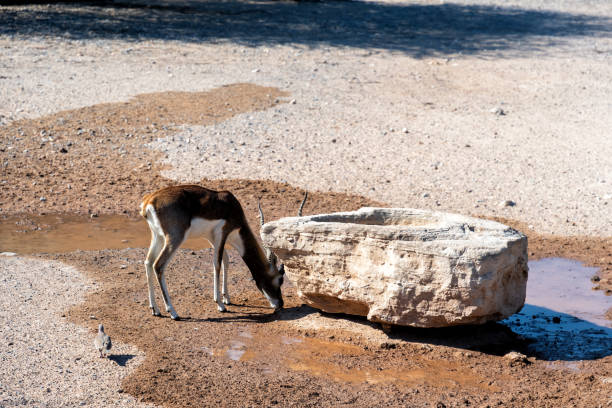 Blackbuck antelope with distinctive black and white markings, drink from a small puddle in a dry, dusty landscape. African wild animals