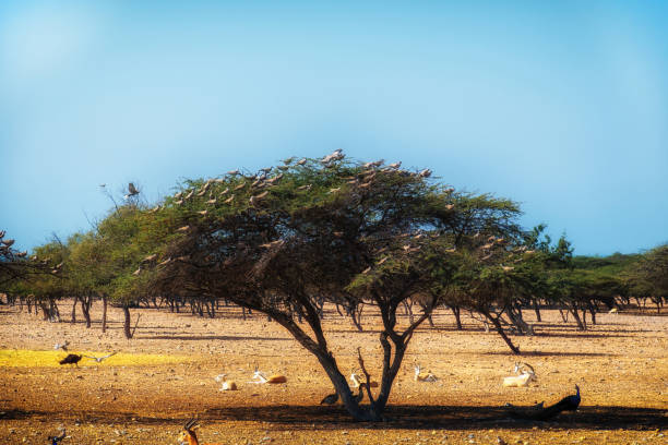 A flock of birds resting on a tree in a desert landscape. Savanna trees are scattered across the dry ground, with a few gazelles and peacocks