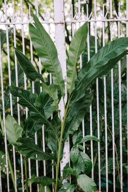 istock Alpinia zerumbet, commonly known as shell ginger among other names 2177912598