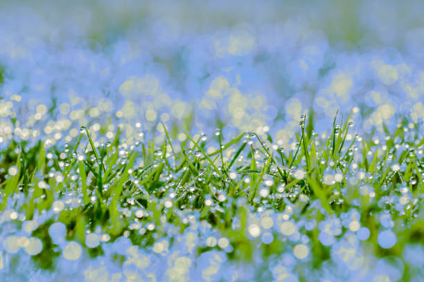 Grass and dew in the early morning. Green grass and fresh morning air. Rain drop on grass and cool air. Morning dew glistening in the soft sunlight during the rainy season.