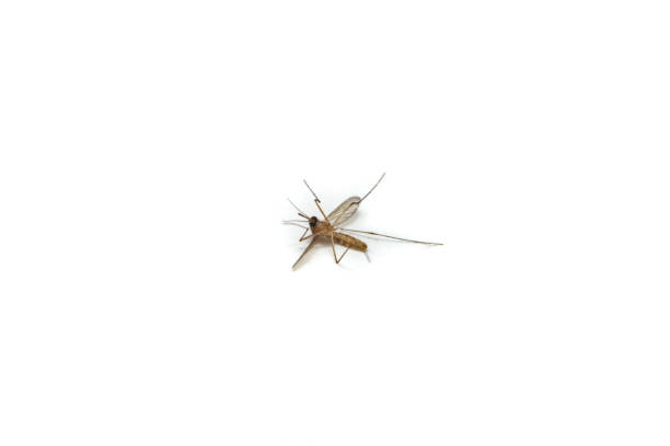 istock One dead mosquito on white background, soft focus close up 2177913486
