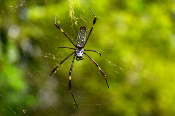istock Golden silk orb-weaver (Trichonephila clavipes) on a green background, cobweb, Panama 2177914804