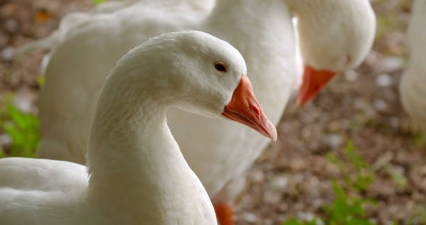 istock Beautiful white goose in the farm. 2177915779