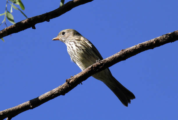 istock Female Rufous Whistler bird perched on a tree branch against a clear blue sky 2177920771