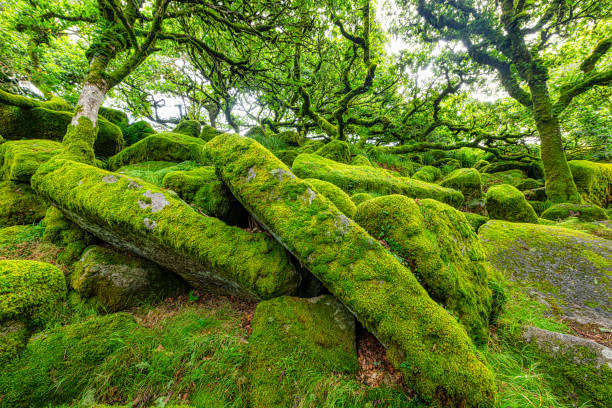 istock Sessile oaks and moss in Wistman's Wood 2177921992