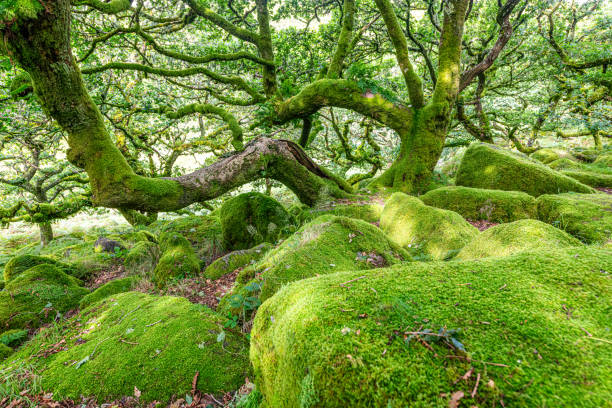 istock Sessile oaks and moss in Wistman's Wood 2177922035