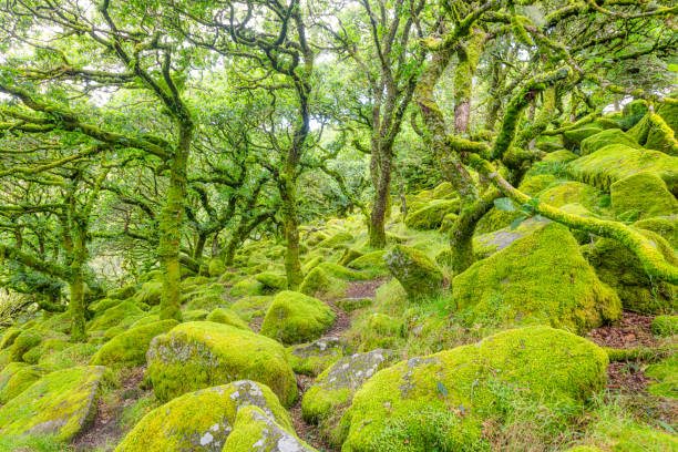 istock Sessile oaks and moss in Wistman's Wood 2177922076