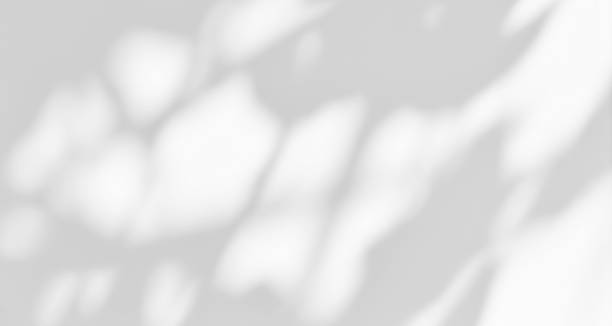 istock Shadow of leaves tree plant overlay on white wall. Sunlight effect shadow on the wall. 2177922216