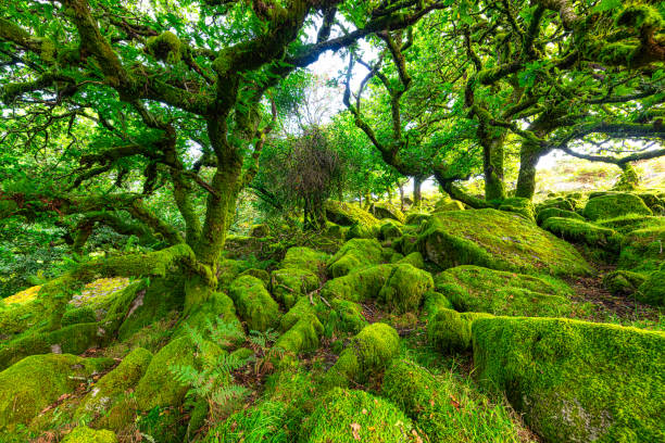 istock Sessile oaks and moss in Wistman's Wood 2177922443