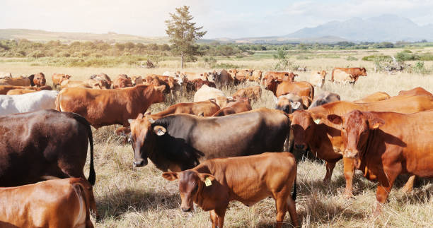 istock Farming, field and cattle on grass, sustainability and dairy industry for countryside, agriculture and ecology. Cows, nature and livestock production, ranch animals and beef with meat or milk farm 2177923254