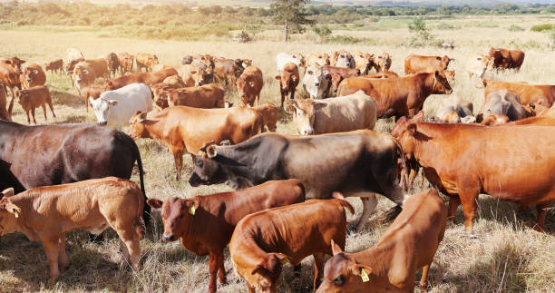 istock Farming, nature and cattle on grass, countryside and dairy industry for sustainability, agriculture and ecology. Cows, field and livestock production, ranch animals and beef with meat and milk farm 2177923263