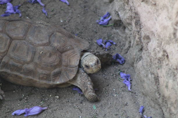 istock Tortoise in Hartbeesspoort Dam Zoo 2177927040