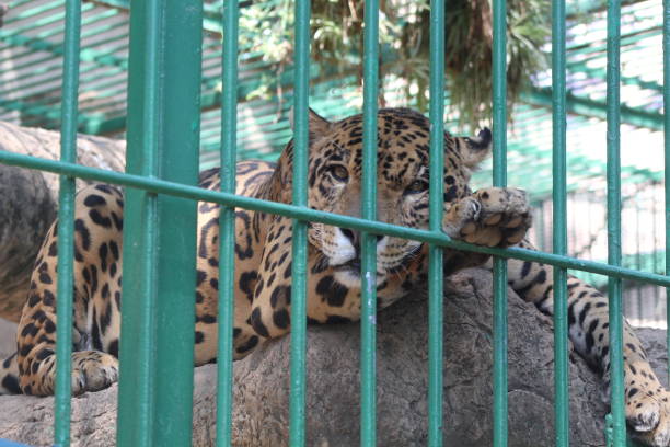 North Chinese Leopard