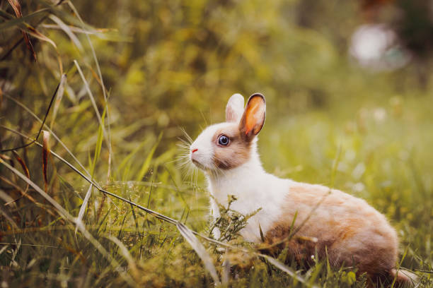 istock Miniature Pet Rabbit Exploring the Garden 2177927391