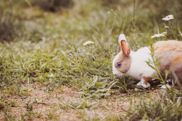 istock Miniature Pet Rabbit Exploring the Garden 2177927398