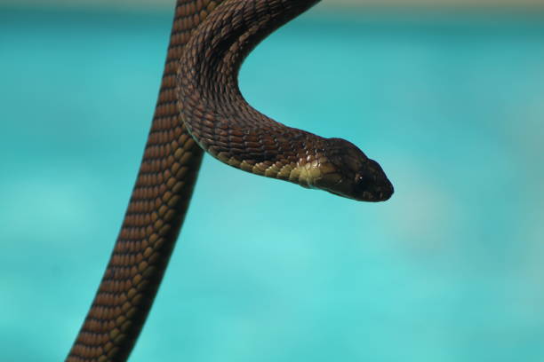 istock South African Brown Water Snake (Lycodonomorphus rufulus) 2177927411