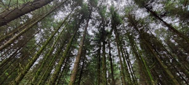 istock Looking up into a tree canopy, blue sky and white clouds, nature, natural, forest. 2177928040