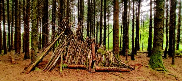 istock A hut and shelter made from branches within a forest, South Wales UK. 2177928070