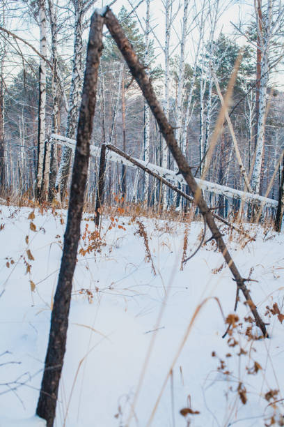 istock This photograph captures a winter scene in a forest where several trees have fallen, creating angular shapes against the backdrop of a snowy landscape 2177928118