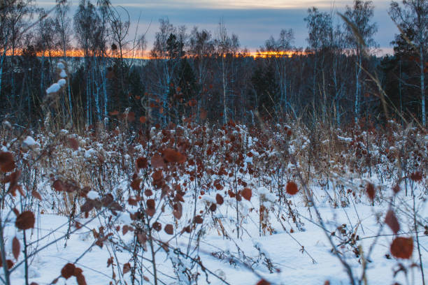 This photograph captures a beautiful winter sunset in a forest setting. The sky is painted with a mix of soft blues and warm orange hues as the last light of the sun glimmers on the horizon. The foreground is filled with dry plants and leaves covered in snow, adding texture to the snowy ground