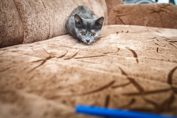 Cute baby cat of Russian Blue breed looking directly into camera with blue eyes. Detailed close up of two moth old  grey fur kitten.