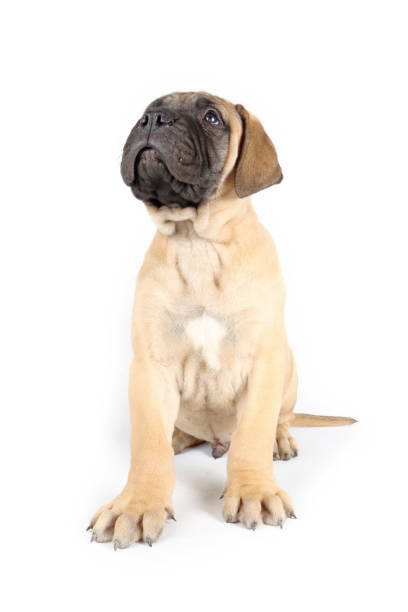 istock bullmastiff puppy sitting in studio 2177929557