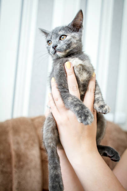 istock The image features a close-up shot of a grey kitten being gently held by a person's hands. The kitten has a soft, short coat with subtle markings around its face and ears 2177929596